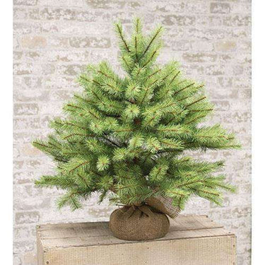 Park Pine Little Giant Tree, 26